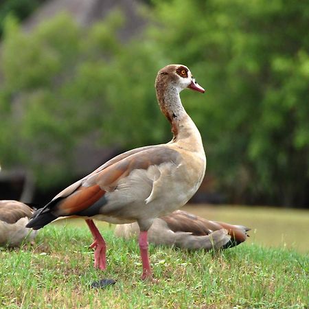 Kruger Park Lodge Unit No. 608A ヘイジービュー エクステリア 写真
